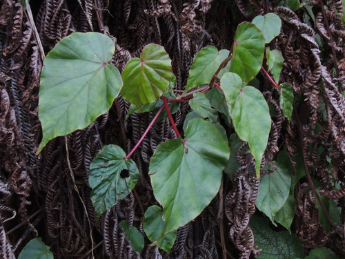 Begonia meyeri-johannis image