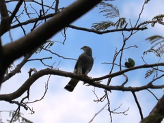 Buteo plagiatus