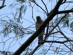 Buteo plagiatus