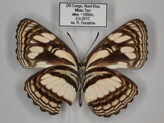 Neptis lermanni