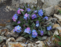 Myosotis olympica