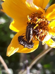 Astylus vittaticollis