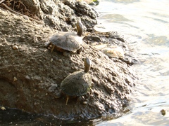 Trachemys venusta