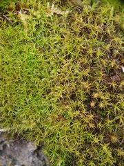 Didymodon sinuosus