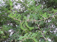 Vachellia grandicornuta