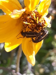 Astylus vittaticollis