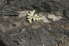 Aleuritopteris argentea