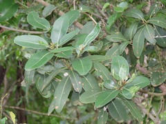 Sideroxylon inerme