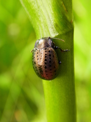 Chrysolina exanthematica