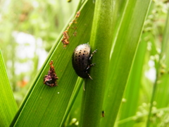 Chrysolina exanthematica