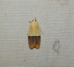 Odites natalensis