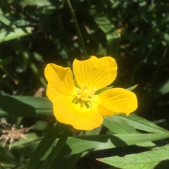 Ludwigia bonariensis