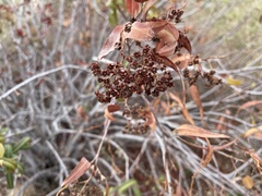 Chamaebatiaria millefolium