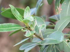 Sideroxylon inerme