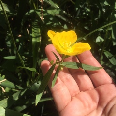 Ludwigia bonariensis