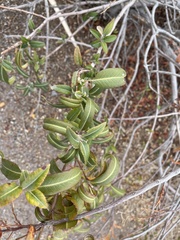 Chamaebatiaria millefolium