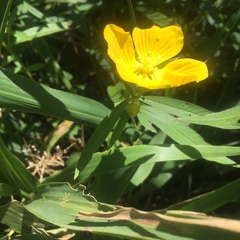 Ludwigia bonariensis
