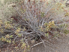 Chamaebatiaria millefolium