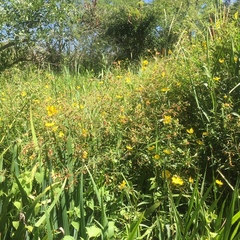 Ludwigia bonariensis
