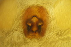 Scotophaeus scutulatus