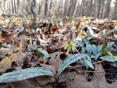 Erythronium umbilicatum