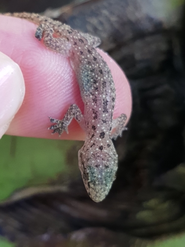 Spotted House Gecko
