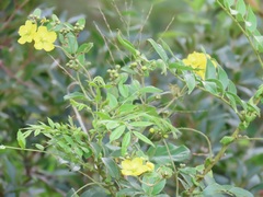 Acridocarpus