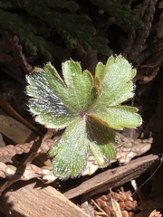 Anemonoides quinquefolia