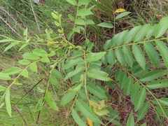 Senna petersiana