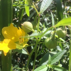 Ludwigia bonariensis