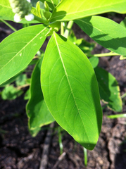 Sphenoclea zeylanica