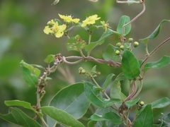 Acridocarpus