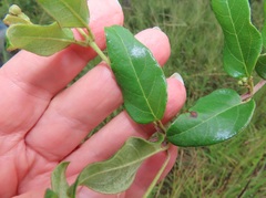 Acridocarpus