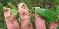 Acridocarpus