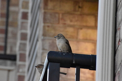 Passer domesticus