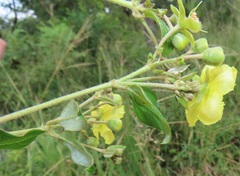 Acridocarpus