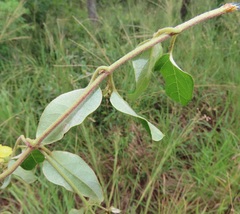 Acridocarpus