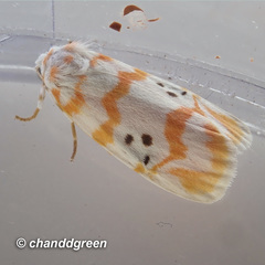 Cyana interrogationis