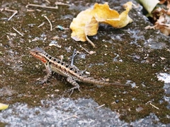 Sceloporus variabilis