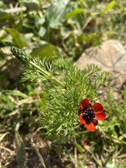 Adonis microcarpa