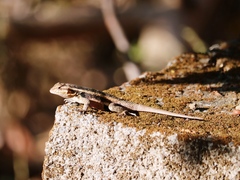 Sceloporus variabilis