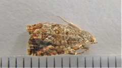 Olethreutes olivaceana