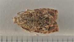 Olethreutes olivaceana