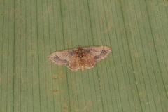 Idaea kendallaria