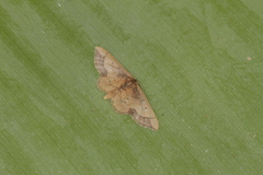 Idaea kendallaria