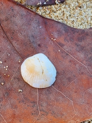 Tucetona