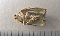 Olethreutes olivaceana