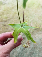 Coccinia sessilifolia sessilifolia