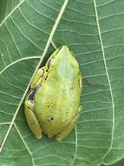 Hyperolius cinnamomeoventris