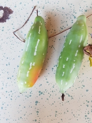 Coccinia sessilifolia sessilifolia